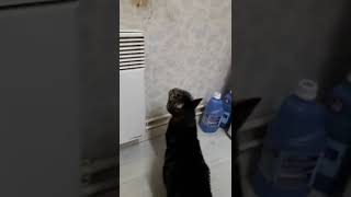 My Cat Going Berserk