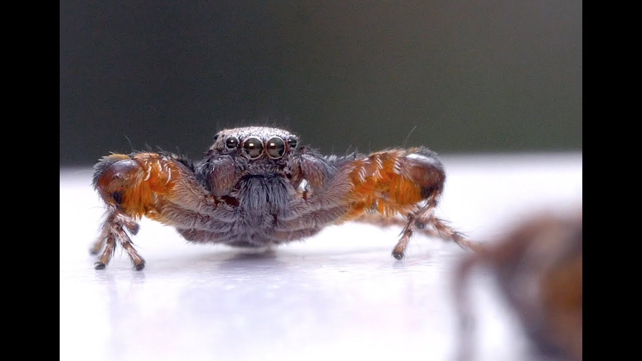 Habronattus oregonensis (AZ) courtship display