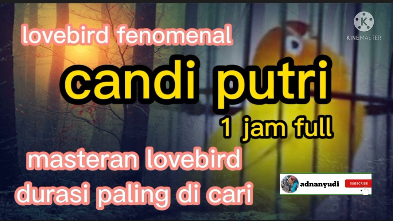 lovebird fenomenal candi putri durasi 7 menit // 1 jam full