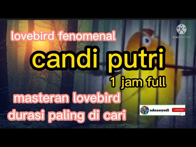 lovebird fenomenal candi putri durasi 7 menit // 1 jam full class=