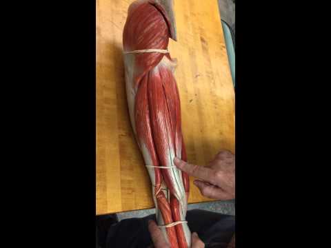 Human Muscles of the Leg - Lab Review
