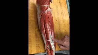 Human Muscles of the Leg - Lab Review