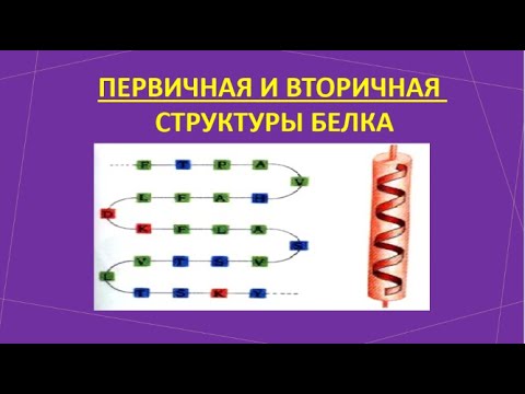 2. Первичная и вторичная структуры белка