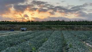 🧅 A Day in a Japanese Onion Field | Relaxing Farm BGM | Quiet Harvest