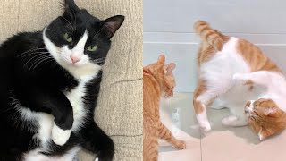 Live 🔴- 😹 CATS Uncontrollable Crazy Antics & Weirdly Unpredictable Moments 🐾✨