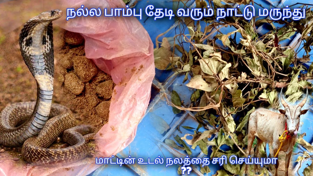 அதிசயமான நாட்டு மருந்து #jallikattu | paayum kaalai | Jallikattu kaalai