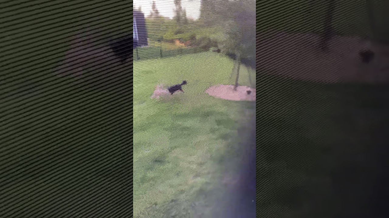 Cavapoo Puppy Fun Outdoors!