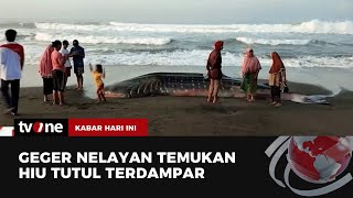 Seekor Hiu dan Paus Tutul Ditemukan Nelayan Terdampar di Pinggir Jalan | Kabar Hari Ini tvOne