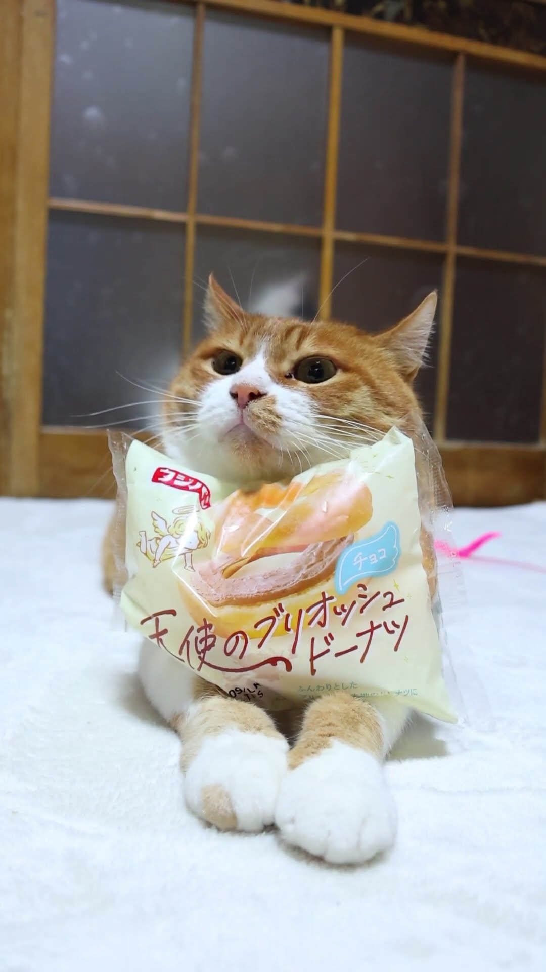 かご猫 Blog - YouTube