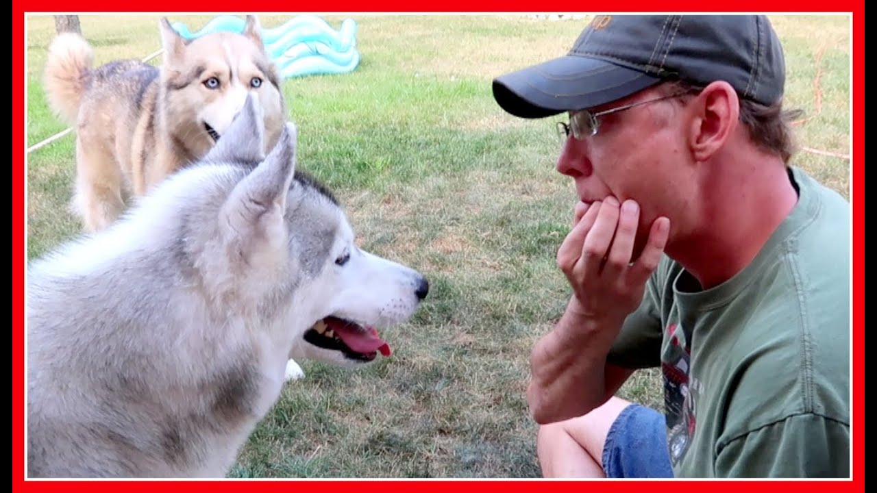 HUSKY REACTS TO WHISTLE | Memphis vs Jamie