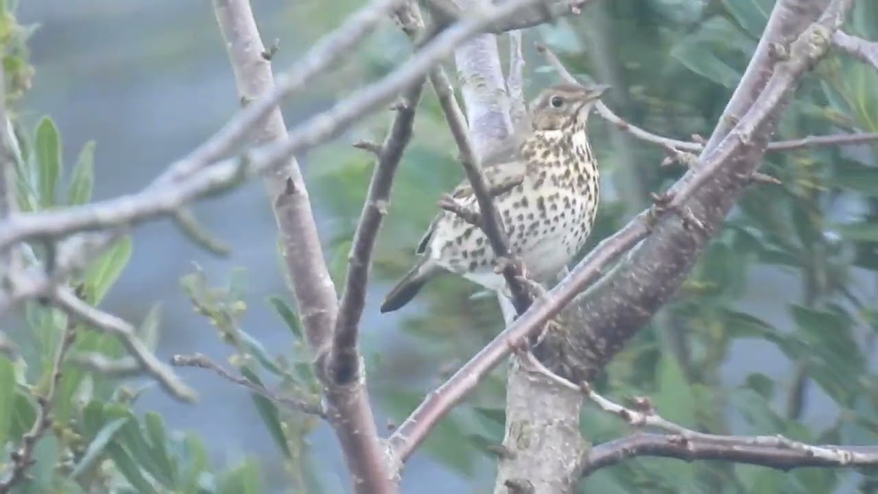 Song Thrush from my office window, 20th February 2026