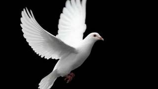 Watch Starsailor White Dove video