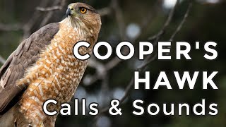 Cooper's Hawk Calls: The 3 sounds these backyard predators make! (2024)