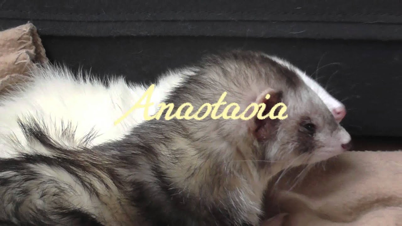 Too Cute Ferrets Episode 1 YouTube