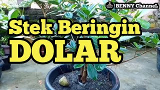 Stek Bahan Bonsai Beringin Dolar || Ficus Microcarpa