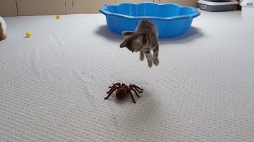 Kitten Vs Giant Spider (Tarantula) RC | 4K