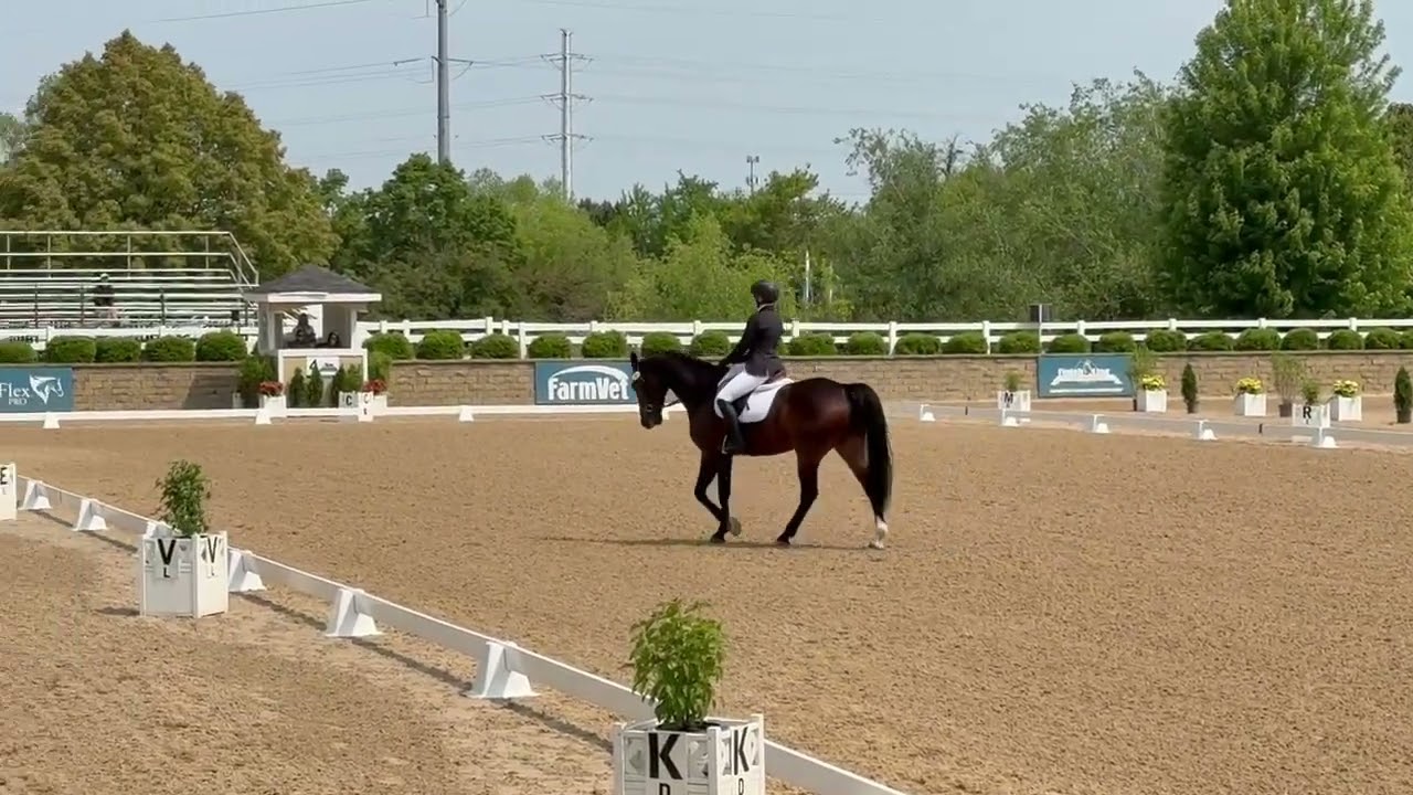Training Level T2, HITS Chicago, personal horse, 2015 KWPN gelding