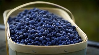 Le Bleuet Sauvage De Saint-Félicien On Est Les Meilleurs