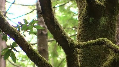Moss On Tree Stock Video