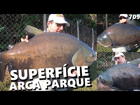Tambacus na SUPERFÍCIE no inverno no ARCA PARQUE (Fishingtur #709)