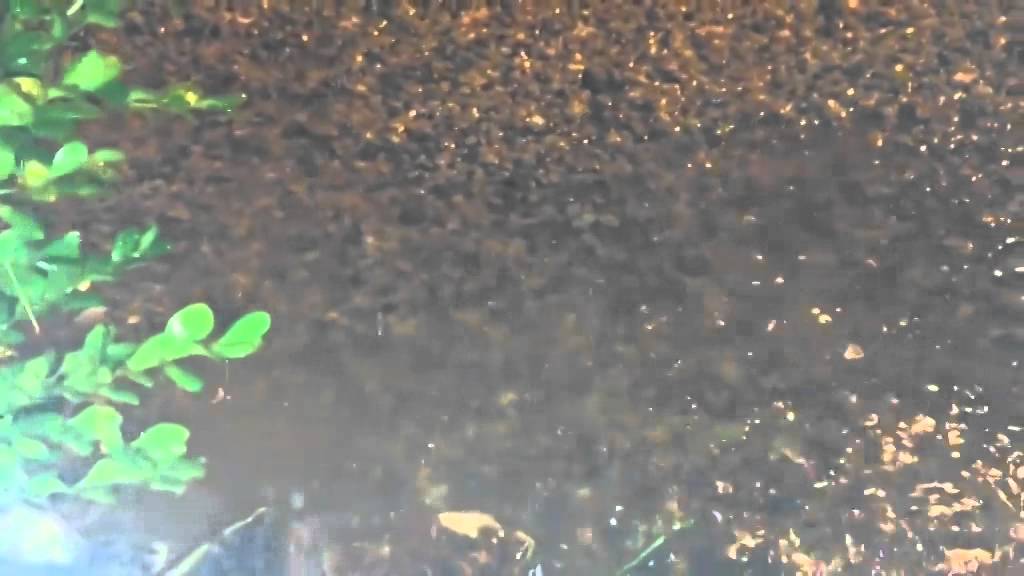 Northeast Heights Rain