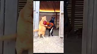 Cat Tum Log Murga Chori Kar Ke Katne Ka Palan Tha #funny #cat #shorts