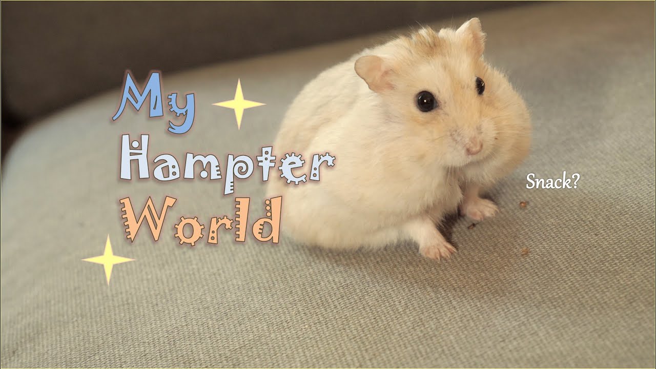 The World Through Hamster's Eyes 🐹
