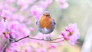 Peaceful Relaxing Instrumental Music, Meditation Calm Music, 