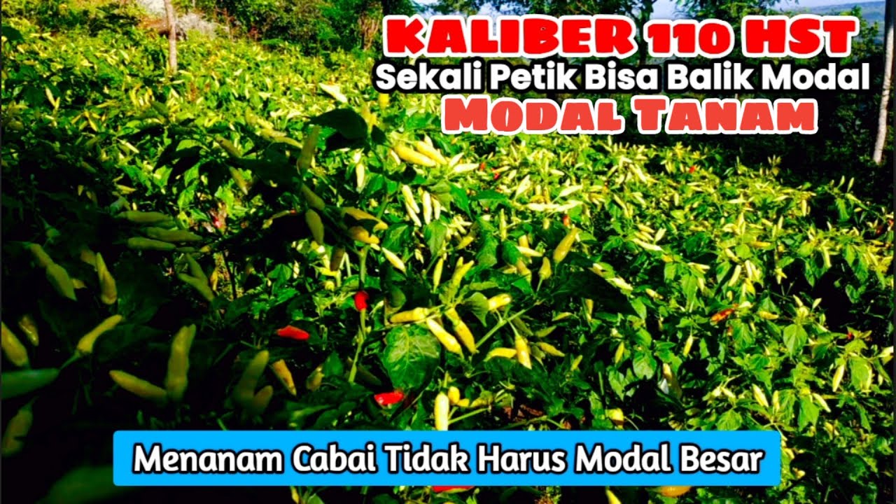 Modal Menanam Cabe Kaliber | Biaya Kecil Untung Besar 