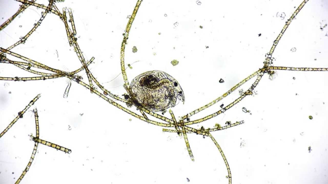 gemeiner-wasserfloh-daphnia-pulex-cladocera-water-flea-under