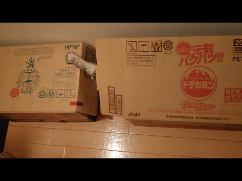 十六茶猫 VS ドデカミン猫【保護猫】
