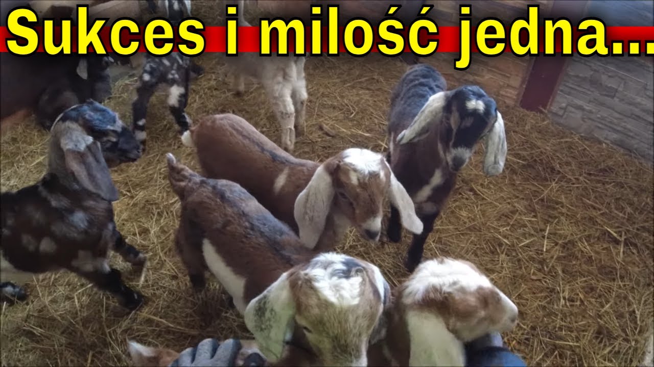 Kozy z młodymi i pszczoły w zimie....