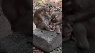 #BabyMonkey #CuteMonkey #FunnyMonkey #MonkeyLove #MonkeyLife #LittleMonkey #MonkeyVibes #PetMonkey