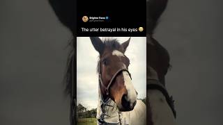 The utter betrayal in his eyes 😭 #horse