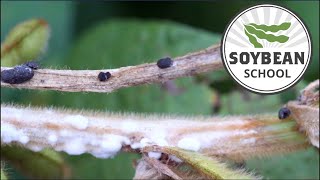 Soybean School: Building canopy for white mould control