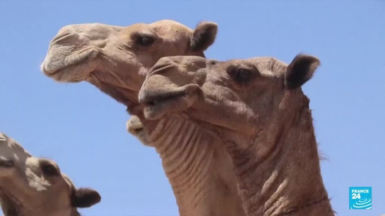 Milk, meat and might: In Somalia, 'the camel is king' • FRANCE 24 English