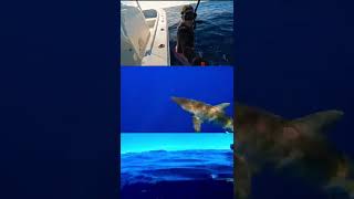 Silky Shark almost ate my GoPro! #sharkweek