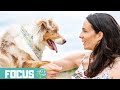 2 exercices de focus et de connexion  faire avec son chien pour renforcer la relation