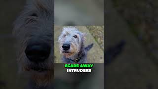Meet the Irish Wolfhound - Gentle Dog With Giant Soul