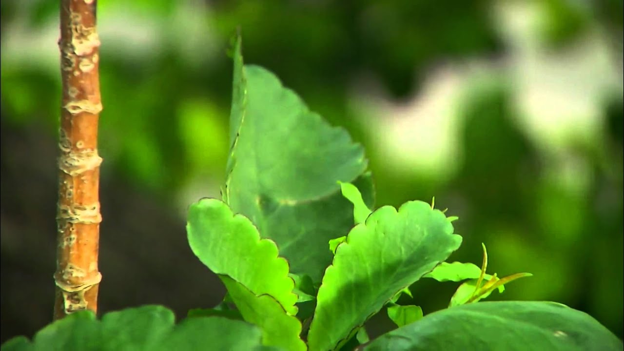 Trilhas do Sabor - Ep 46 - Parte 1 - Matos comestíveis