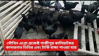 Black bird Kadaknath | কাদাকনাথ মুরগির খামার | কোথায় পাওয়া যায়? দাম কত? কাদাকনাথ মুরগি পালন