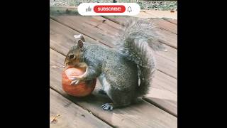 Squirrel gets offended when you watch him eat! #viral #youtuber #wildlifehabitat #squirrel #short
