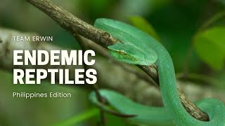 10 Endemic Reptiles in the Philippines
