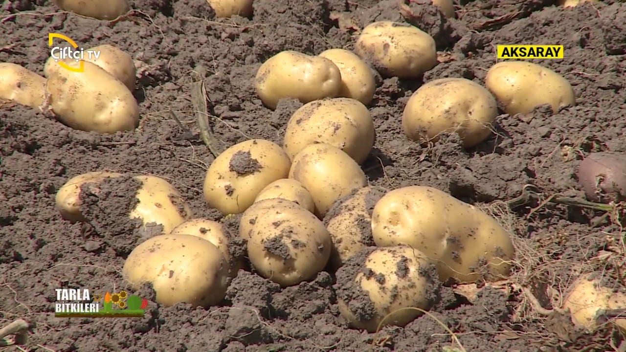 Aksaray'da Patates Yetiştiriciliği  - Tarla Bitkileri / Çiftçi TV