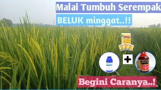 How To Overcome Beluk/Sundep/Stem Borer And Tutorial For Simultaneous Panicles