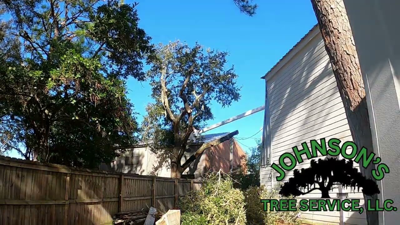 Time lapse of us removing a Live Oak encroaching on buildings.