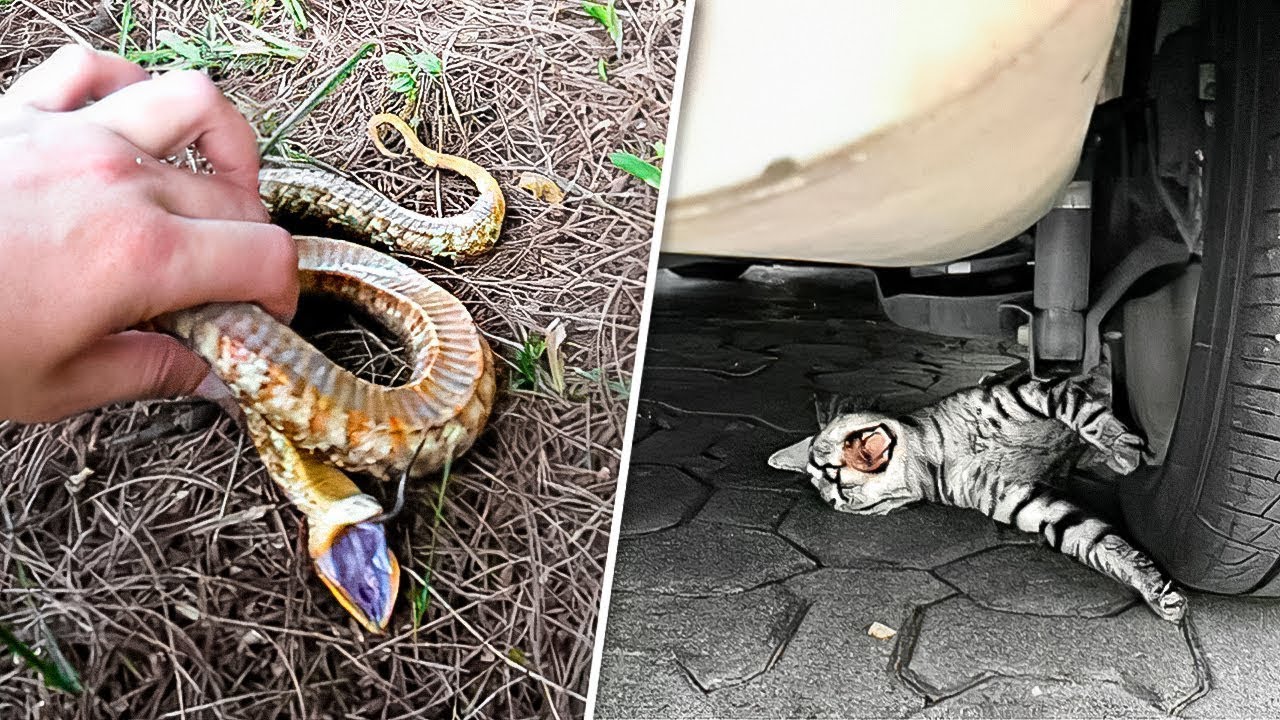 12 ANIMAUX INCROYABLEMENT DRAMATIQUES QUI MÉRITENT UN OSCAR | Lama Faché