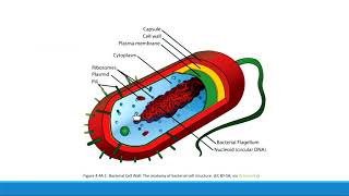 Lecture 2  Cell structure, physiology, and metabolism