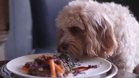 A la bark! Chefs at tails.com create the ultimate gourmet dinner just for dogs