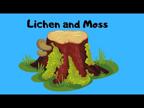 Video: Perbezaan Antara Lichen Dan Moss